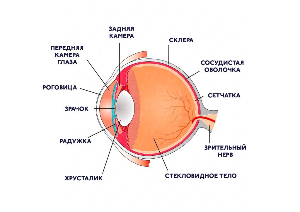 рет-2.jpg рет-2.jpg